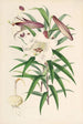 Lilium Browni - Walter Hood Fitch — artwork view