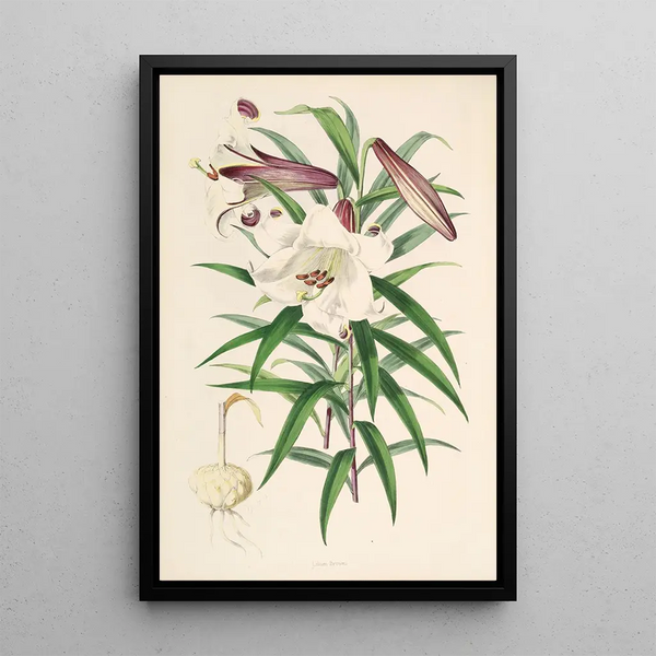 Lilium Browni - Walter Hood Fitch — framed artwork on a wall