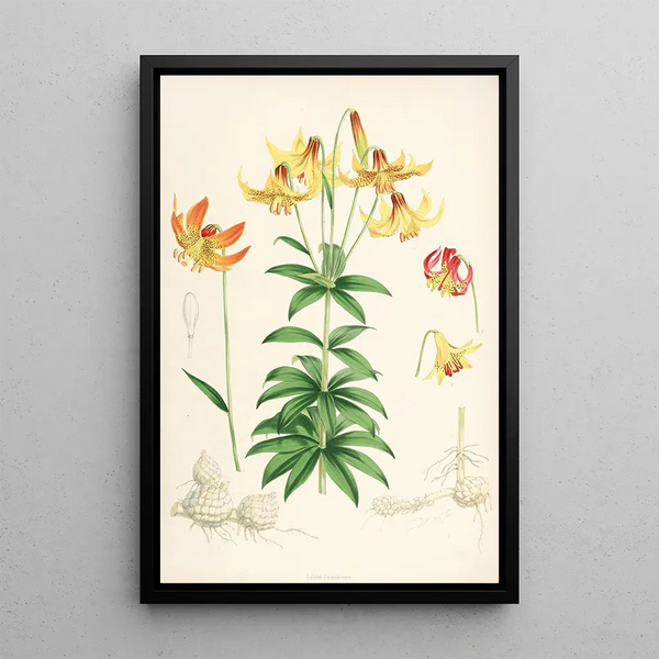 Lilium Canadense - Walter Hood Fitch — framed artwork on a wall
