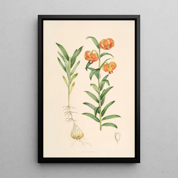 Lilium Carniolicum - Walter Hood Fitch — framed artwork on a wall
