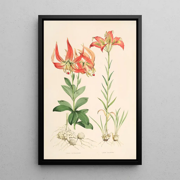 Lilium Carolinianum - Walter Hood Fitch — framed artwork on a wall