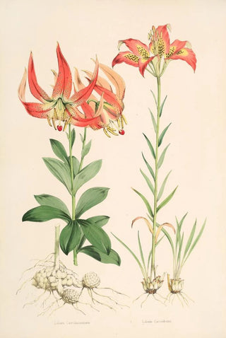 Walter Hood Fitch - Lilium Carolinianum.webp