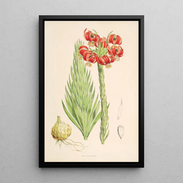 Lilium Chalcedonicum - Walter Hood Fitch — framed artwork on a wall