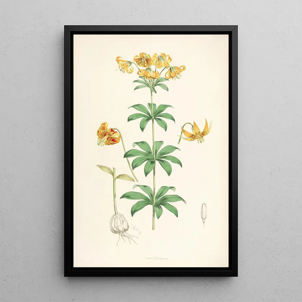 Lilium Columbianum - Walter Hood Fitch — framed artwork on a wall