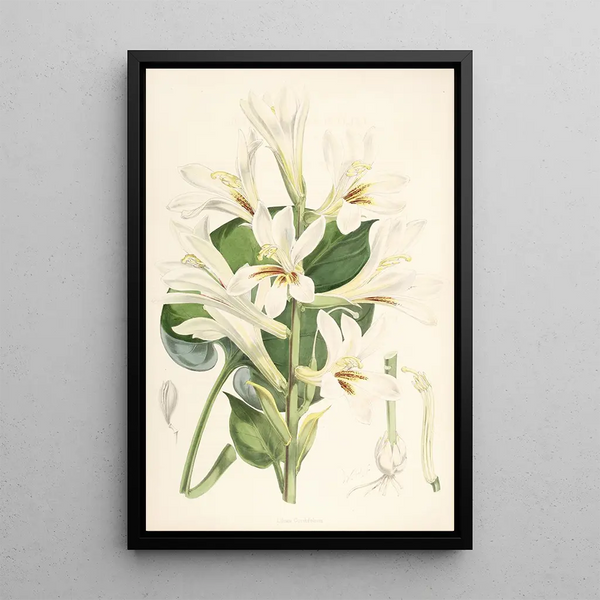 Lilium Cordifolium - Walter Hood Fitch — framed artwork on a wall