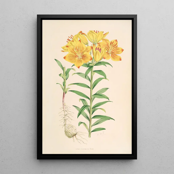 Lilium Croceum - Walter Hood Fitch — framed artwork on a wall