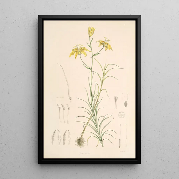 Lilium Davidi - Walter Hood Fitch — framed artwork on a wall