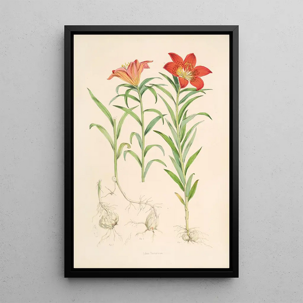 Lilium Davuricum - Walter Hood Fitch — framed artwork on a wall
