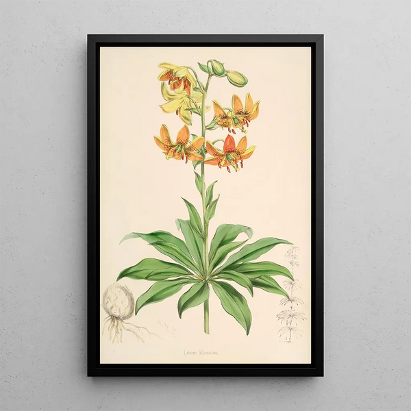 Lilium Hansoni - Walter Hood Fitch — framed artwork on a wall
