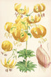Lilium Humboldti - Walter Hood Fitch — artwork view
