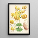 Lilium Humboldti - Walter Hood Fitch — framed artwork on a wall
