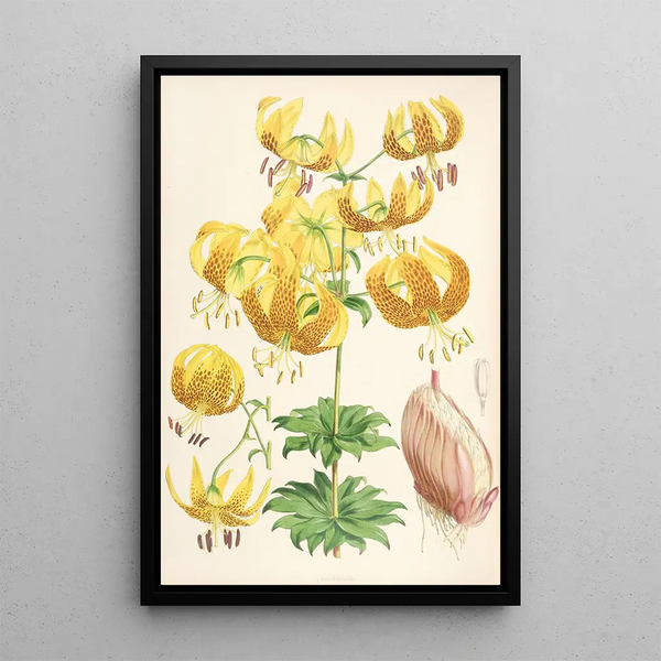 Lilium Humboldti - Walter Hood Fitch — framed artwork on a wall