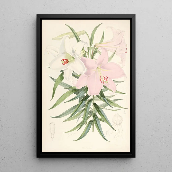 Lilium Japonicum - Walter Hood Fitch — framed artwork on a wall