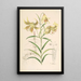 Lilium Leichtlinii - Walter Hood Fitch — framed artwork on a wall