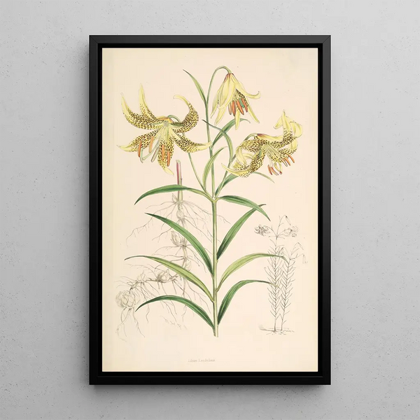 Lilium Leichtlinii - Walter Hood Fitch — framed artwork on a wall