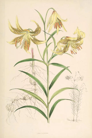 Walter Hood Fitch - Lilium Leichtlinii.webp