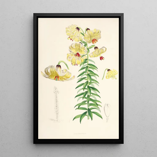 Lilium Monadelphum - Walter Hood Fitch — framed artwork on a wall