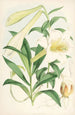 Lilium Neilgherriense - Walter Hood Fitch — artwork view