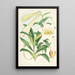 Lilium Neilgherriense - Walter Hood Fitch — framed artwork on a wall