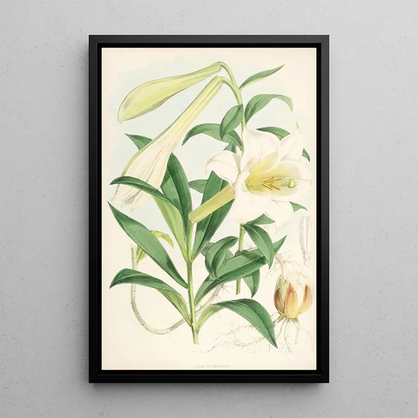 Lilium Neilgherriense - Walter Hood Fitch — framed artwork on a wall