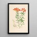 Lilium Philadelphicum - Walter Hood Fitch — framed artwork on a wall