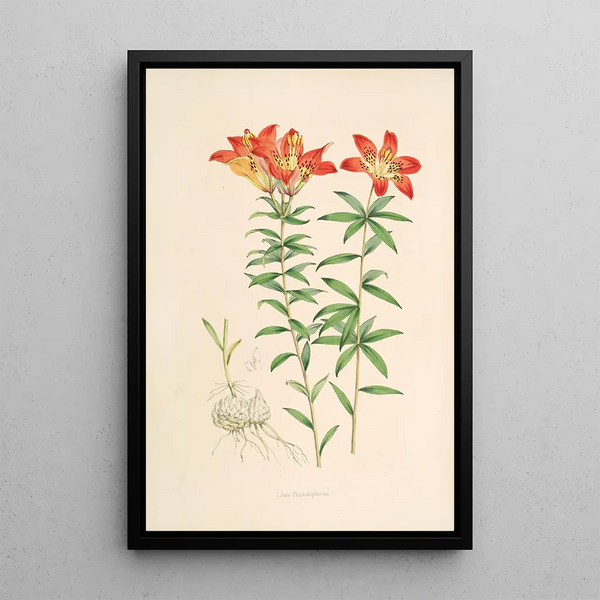 Lilium Philadelphicum - Walter Hood Fitch — framed artwork on a wall