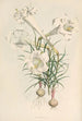 Lilium Philipinense - Walter Hood Fitch — artwork view