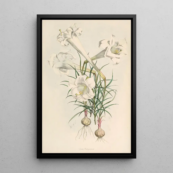 Lilium Philipinense - Walter Hood Fitch — framed artwork on a wall