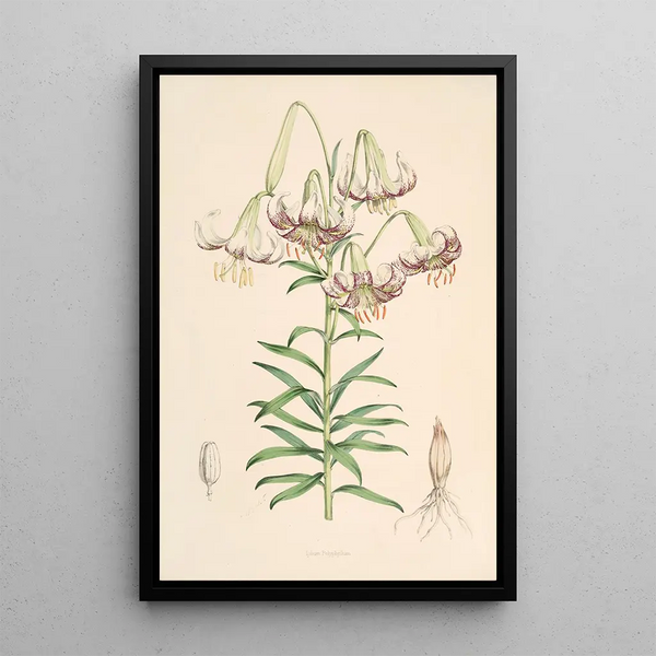 Lilium Polyphyllum - Walter Hood Fitch — framed artwork on a wall