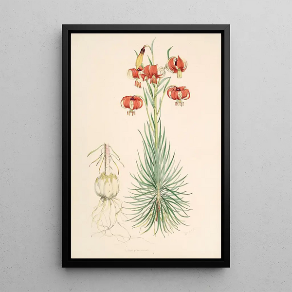 Lilium Pomponium - Walter Hood Fitch — framed artwork on a wall