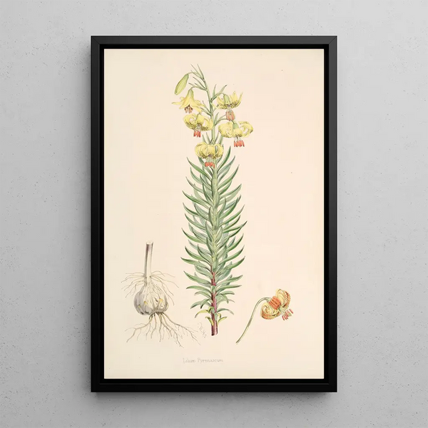 Lilium Pyrenaicum - Walter Hood Fitch — framed artwork on a wall