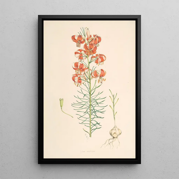 Lilium Tenuifolium - Walter Hood Fitch — framed artwork on a wall