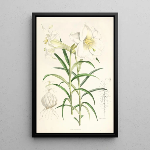 Lilium Wallichianum - Walter Hood Fitch — framed artwork on a wall