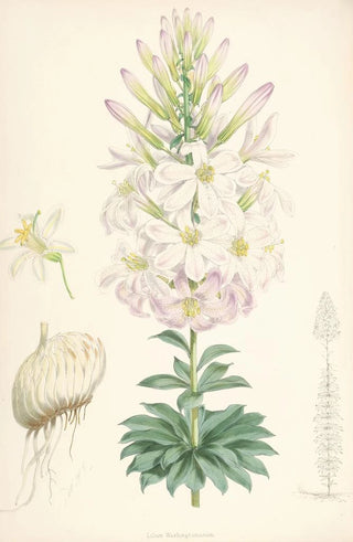 Lilium Washingtonianum - Walter Hood Fitch — artwork view