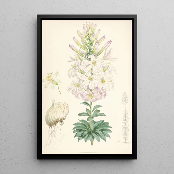 Lilium Washingtonianum - Walter Hood Fitch — framed artwork on a wall