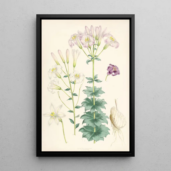Lilium Washingtonianum var purpureum - Walter Hood Fitch — framed artwork on a wall