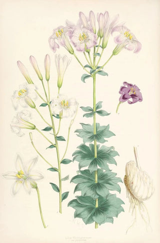 Lilium Washingtonianum var purpureum - Walter Hood Fitch — artwork view
