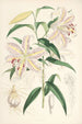 Lilium auratum - Walter Hood Fitch — artwork view