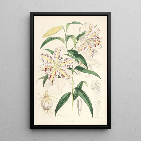 Lilium auratum - Walter Hood Fitch — framed artwork on a wall