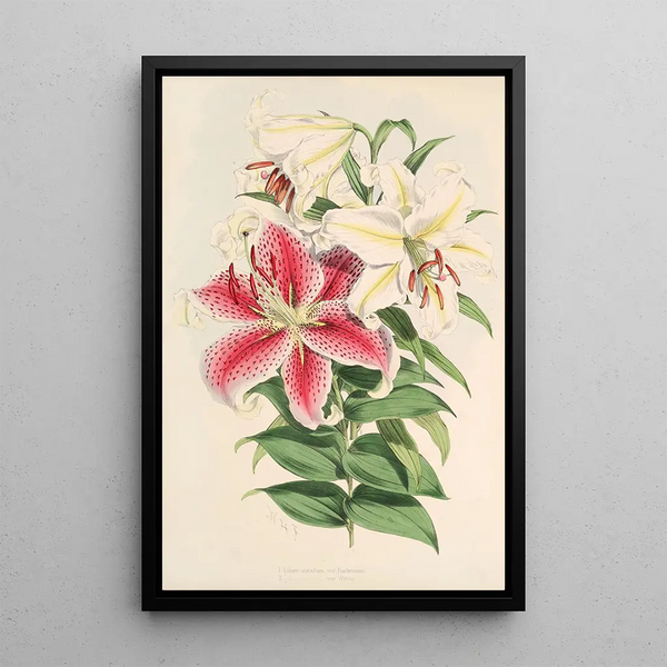 Lilium auratum var Parkmanm - Walter Hood Fitch — framed artwork on a wall