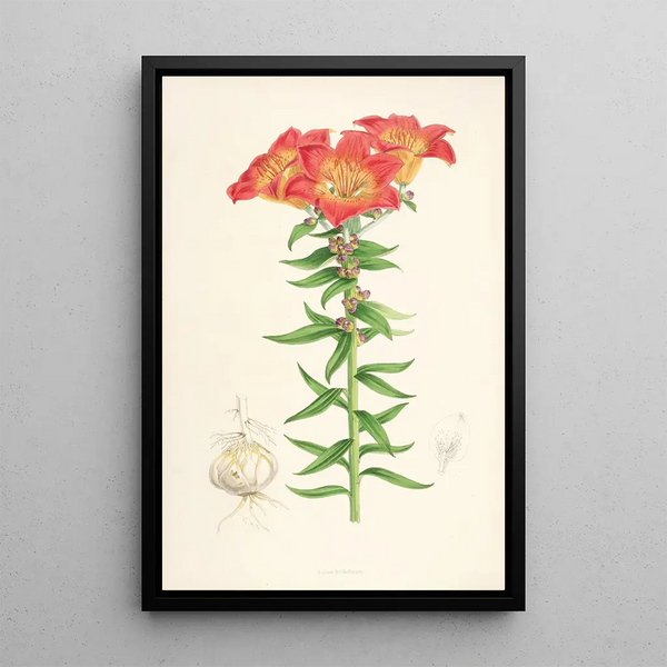 Lilium bulbiferum - Walter Hood Fitch — framed artwork on a wall