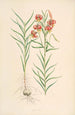 Lilium callosum - Walter Hood Fitch — artwork view