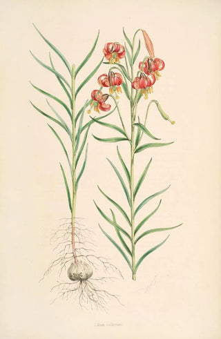 Lilium callosum - Walter Hood Fitch — artwork view