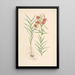 Lilium callosum - Walter Hood Fitch — framed artwork on a wall