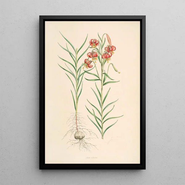Lilium callosum - Walter Hood Fitch — framed artwork on a wall
