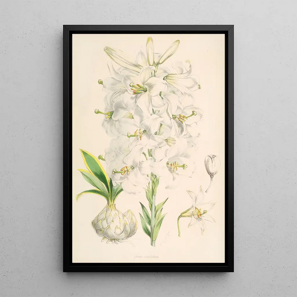 Lilium candidum - Walter Hood Fitch — framed artwork on a wall