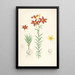 Lilium concolor - Walter Hood Fitch — framed artwork on a wall