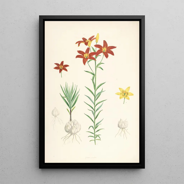 Lilium concolor - Walter Hood Fitch — framed artwork on a wall