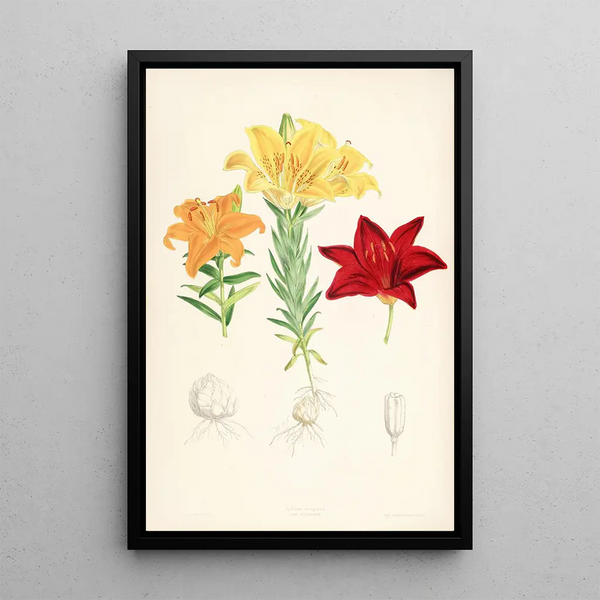Lilium elegans var alutaceum - Walter Hood Fitch — framed artwork on a wall
