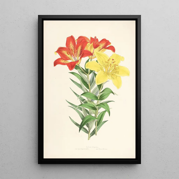 Lilium elegans var incomparabile - Walter Hood Fitch — framed artwork on a wall